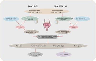 M2 Macrophage Co-Expression Factors Correlate With Immune Phenotype and Predict Prognosis of Bladder Cancer